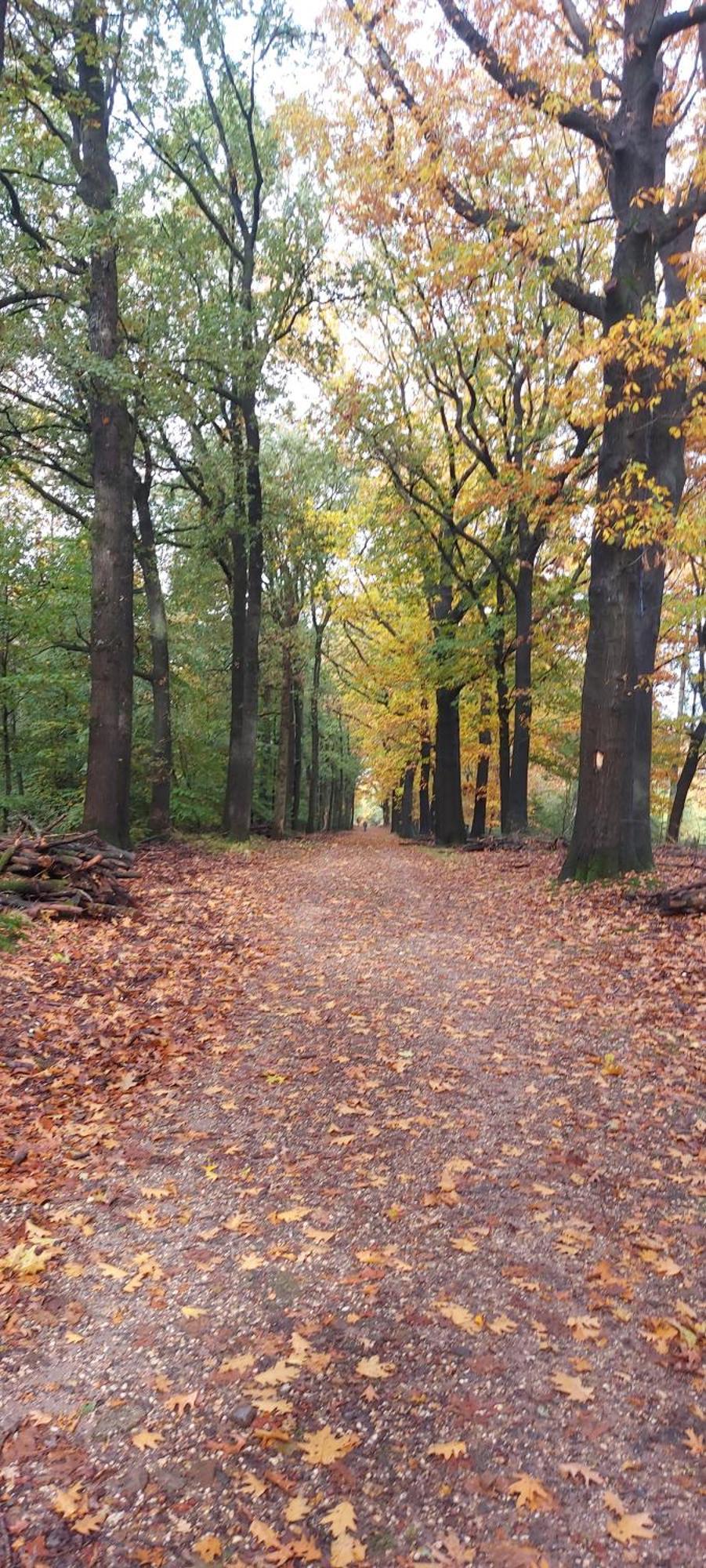 비크버겐 Chalet Wanama. Gelegen Op Het Vakantiepark Het Lierderholt Op De Veluwe. 빌라 외부 사진